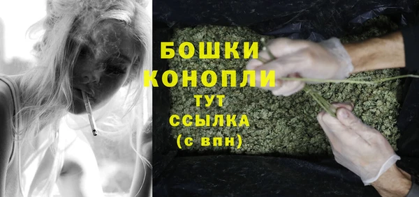 индика Новозыбков